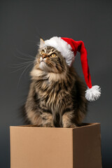 christmas cat in santa hat in brown box on grey background with a place for text.