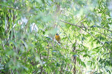 Malaysia Silver-eared Mesia foraging in dense bamboo forest
