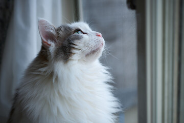 窓の隣に立っている白猫が外を見ている