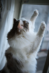 窓の隣に立っている白猫