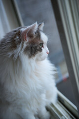 窓の隣に立っている白猫が外を見ている