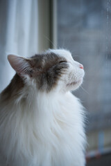 窓の隣に立っている白猫