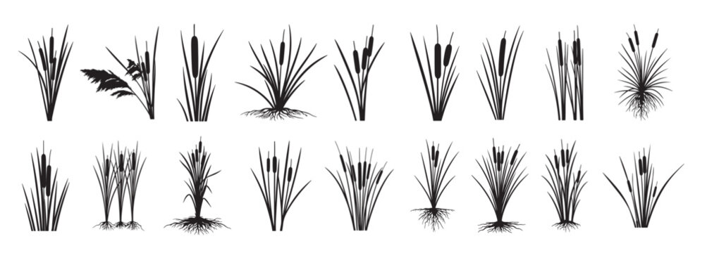 cattail silhouette white background