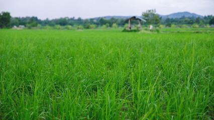 Rice trees and wooden hut in the field