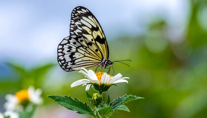 Obraz premium A butterfly rests on a flower