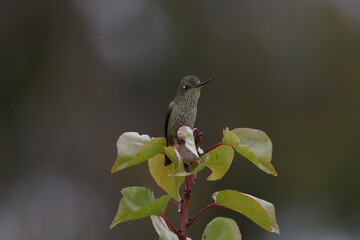 Picaflor anunciando la primavera