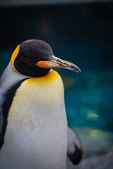 Penguins at Asahiyama Zoo, Hokkaido, Japan – Cute Wildlife Photography