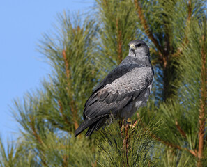 Fototapeta premium Aguila con su presa acechando