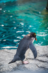 Penguins at Asahiyama Zoo, Hokkaido, Japan – Cute Wildlife Photography