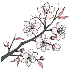 Delicate hand drawn illustration of a cherry blossom branch with light pink petals and dark grey branches against a white background symbolizing spring and renewal
