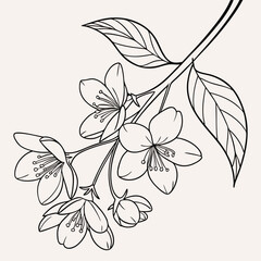Elegant black and white line art illustration of delicate cherry blossoms with leaves on a light background perfect for spring themes and floral designs