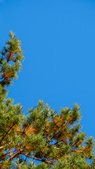 Natural background: blue sky and green pine branches framed at an angle
