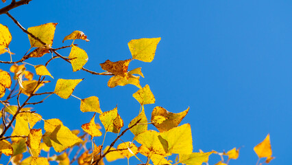 Natural background: blue sky and tree branches with yellow leaves framed at an angle