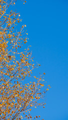 Natural background: blue sky and tree branches with yellow leaves framed at an angle