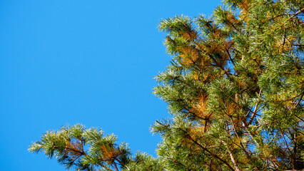 Natural background: blue sky and green pine branches framed at an angle