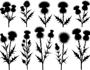 Black silhouettes of thistles (1)