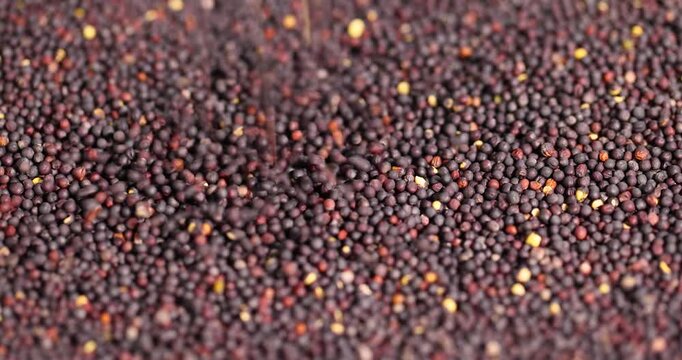 a large number of black rapeseed seeds are used to produce rapeseed oil, black rapeseed is used to produce food