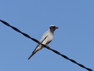 Black-faced cuckoo shrike (Coracina novaehollandiae) perched on a power line 