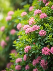 Fototapeta premium Lush Green Bush with Delicate Pink Flowers Copy space