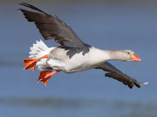 Greylag Goose or Graylag Goose (Anser anser var. domesticus) flying over Telarah Lagoon NSW Australia