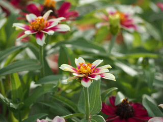 植物　９月の花