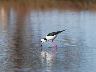 Pied Stilt or White-headed Stilt (Himantopus leucocephalus) wading in shallow water looking for food.