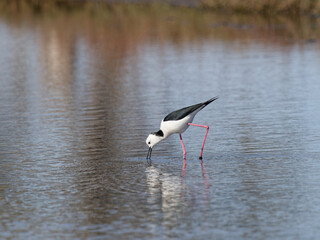 Pied Stilt or White-headed Stilt (Himantopus leucocephalus) wading in shallow water looking for food.