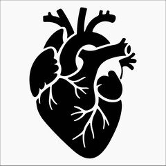 Anatomical heart illustration showing the organ's structure and blood vessels Vector