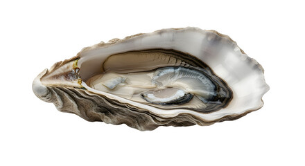 Fresh oyster in opened shell isolated on transparent background, a delicious seafood delicacy with a briny flavor and smooth, creamy texture for gourmet dining