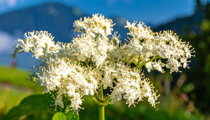 Fototapeta premium Close-up of a cluster of white flowers against a mountain backdrop