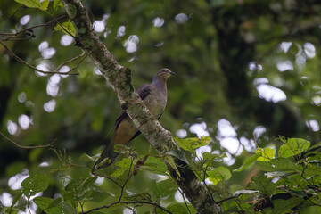 Barred Cuckoo-Dove (Macropygia unchall) perched on a tree branch, a shy forest bird with long tail and finely barred plumage in its natural habitat.