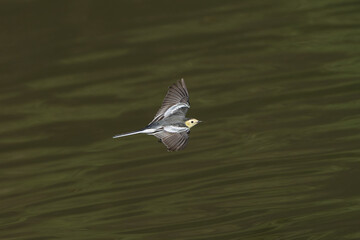 White Wagtail (Motacilla alba) foraging on the ground, a slender black and white songbird with characteristic tail-wagging behavior in its natural habitat.