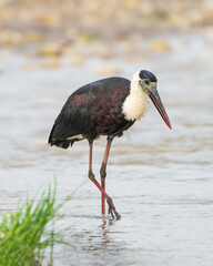 Asian Woolly-necked Stork (Ciconia episcopus) standing gracefully in wetland habitat, a vulnerable bird species with distinctive white neck and dark plumage