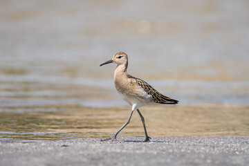 Ruff (Calidris pugnax) wading in shallow wetlands, a migratory shorebird displaying its distinctive plumage and foraging behavior in natural habitat.