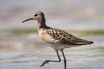 Ruff (Calidris pugnax) wading in shallow wetlands, a migratory shorebird displaying its distinctive plumage and foraging behavior in natural habitat.