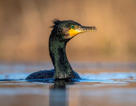 Close-up of a cormorant on water - Powered by Adobe