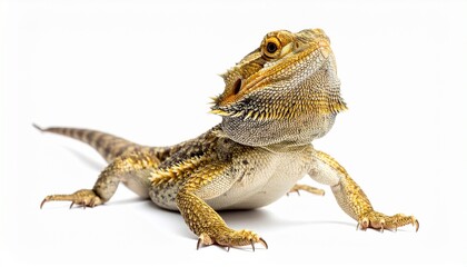 A bearded dragon—spiny scales, sturdy limbs, gaze steady—rests in reptilian poise. A metaphor for primal resilience and the choreography of ancient stillness.