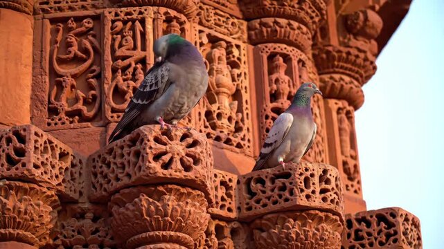 Pigeons perch on ancient indian monument showcasing exquisite sandstone carvings and historic indo islamic architectural details