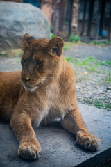 Lion at Asahiyama Zoo, Hokkaido, Japan – Majestic Wildlife Photography