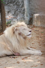 Obraz premium lion in the zoo