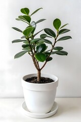 Ficus microcarpa Ginseng in white textured pot against white background