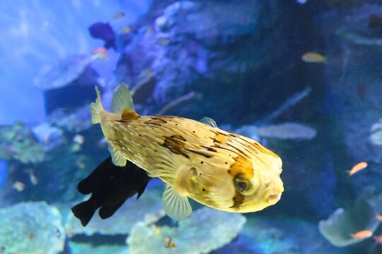 A porcupine fish in aquarium swimming calmly without erecting its spines