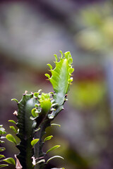 Blooming Seasonal Flowers In Soft Natural Light