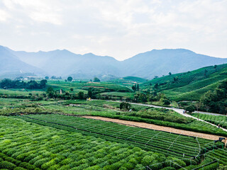 Chinese Tea Ceremony With Porcelain Teacup