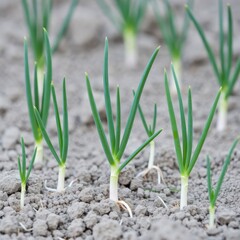Planting green onions in a garden sustainable agriculture nature fertile soil close-up plant growth concept