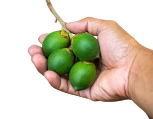 Agriculture Harvest – Areca Nut