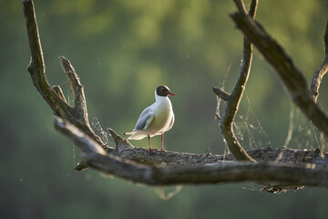 great tit on branch