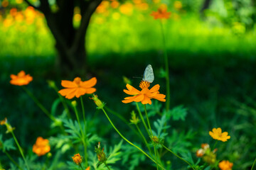 Wild Animal Portrait In Natural Habitat