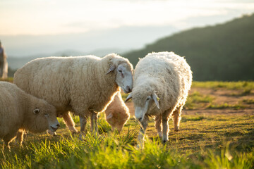 Captivating Sunset Scene with Sheep Grazing on Meadow with Lush Green Grass Surrounded by Scenic Rolling Hills and Soft Natural Lighting