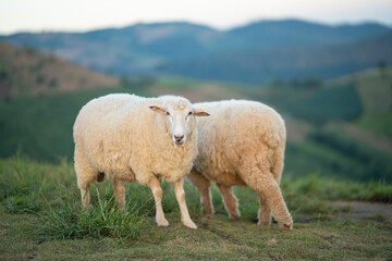 Two fluffy sheep grazing on green hills under a clear blue sky, showcasing a serene rural landscape and natural tranquility in the countryside